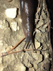 Limax cinereoniger