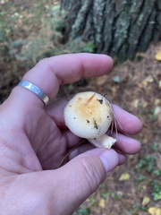 Hygrophorus flavodiscus