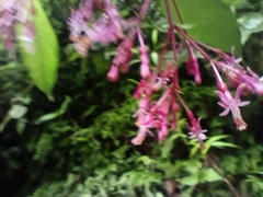 Fuchsia arborescens