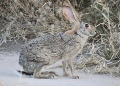 Lepus saxatilis