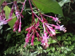 Fuchsia arborescens