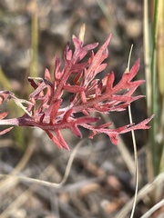 Gilia capitata