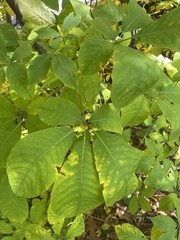 Aesculus parviflora
