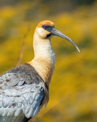 Theristicus melanopis