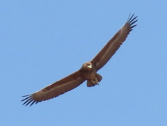 Terathopius ecaudatus