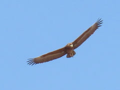 Terathopius ecaudatus