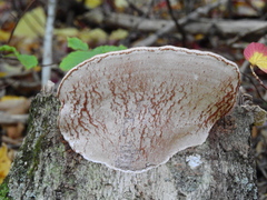 Fomitopsis betulina