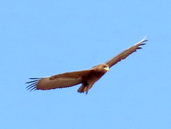 Terathopius ecaudatus