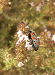 Zygaena rhadamanthus