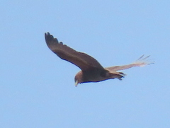 Terathopius ecaudatus