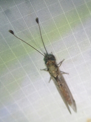 Ululodes macleayanus