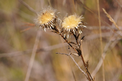 Carlina vulgaris
