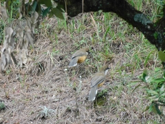 Pterorhinus albogularis