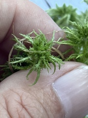 Sphagnum squarrosum