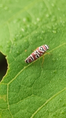 Agrosoma placetis