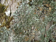 Pleurosticta acetabulum