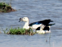 Sarkidiornis melanotos