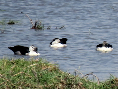 Sarkidiornis melanotos