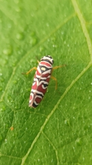 Agrosoma placetis