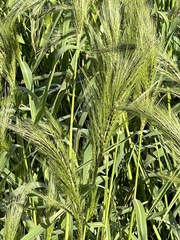 Hordeum vulgare