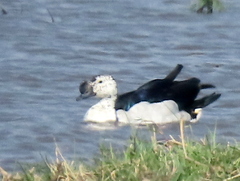 Sarkidiornis melanotos