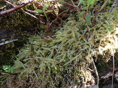 Rhytidiadelphus loreus