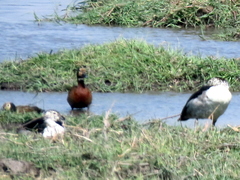 Sarkidiornis melanotos