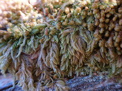 Hypnum circinale