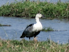 Sarkidiornis melanotos