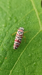 Agrosoma placetis