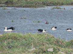Sarkidiornis melanotos