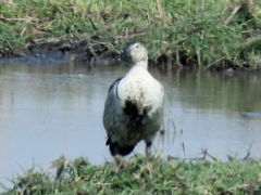 Sarkidiornis melanotos