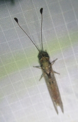 Ululodes macleayanus