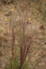 Heteropogon contortus