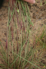 Heteropogon contortus