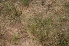 Heteropogon contortus