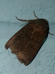 Abagrotis alternata