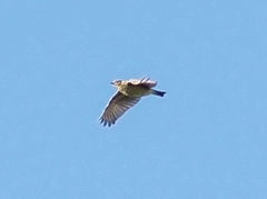 Lullula arborea