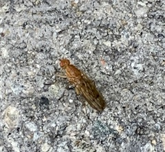 Acalyptratae