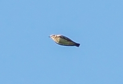 Lullula arborea