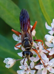 Sphex ichneumoneus