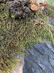 Pseudisothecium cristatum