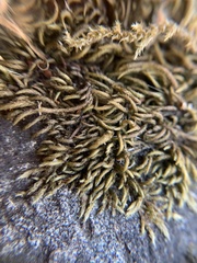 Pseudisothecium cristatum