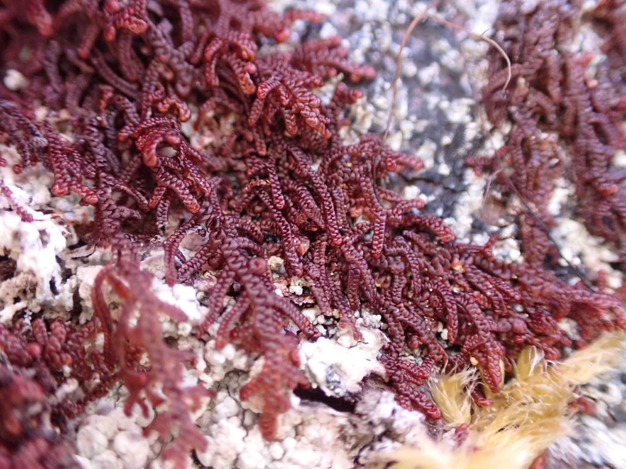 Frullania nisquallensis
