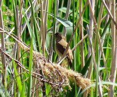 Acrocephalus arundinaceus