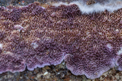 Trichaptum fuscoviolaceum