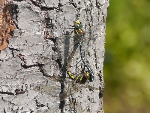Sedge Darner photo 5