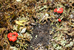 Cladonia floerkeana