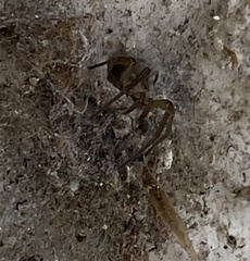 Filistata insidiatrix