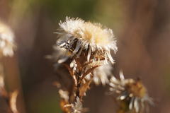 Carlina vulgaris